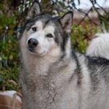 Argo avatar