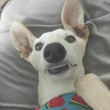Lily avatar