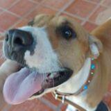 Bruno avatar