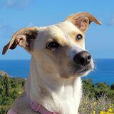 Abby avatar