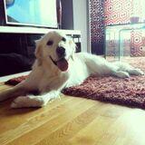 Lola avatar