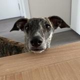 Kora avatar