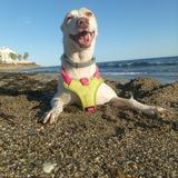 Lucy avatar