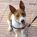 Brus avatar