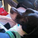 Chester avatar