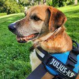 Rocco avatar