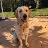 Simba avatar