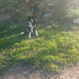 Thor avatar