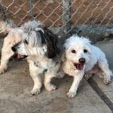 Chester Y Estrella avatar