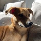Oliva avatar