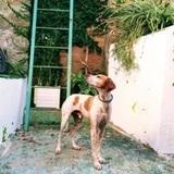 Pisto avatar