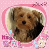 Amor avatar