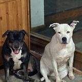Kira y Nisha avatar