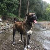 Kalopardo  avatar