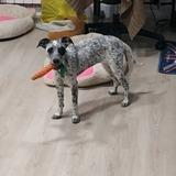 Inu avatar