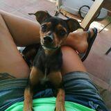 Chicho avatar