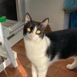 Neko avatar