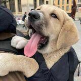 Bella avatar