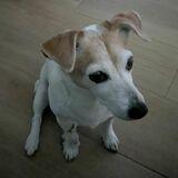 Nala avatar