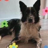Copito  avatar
