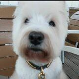 Urki avatar