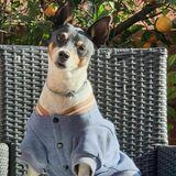 Furry avatar