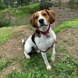 Marley avatar