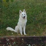 Káiser avatar