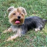 Pipa avatar