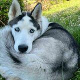 Zima avatar
