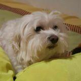 Lluna avatar