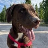 BOLO avatar
