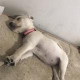Nala avatar
