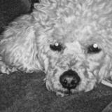 Peluche avatar