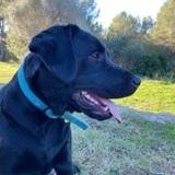 Kiara avatar