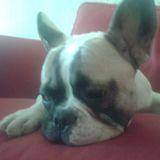 Garrapata avatar