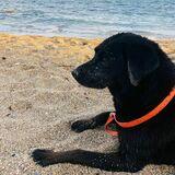 Negra avatar