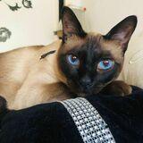 Pulgarcito avatar