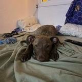 Rango avatar