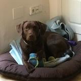Ares avatar