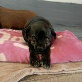 Bimba avatar