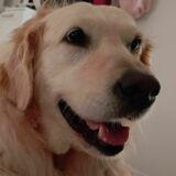 Lola avatar