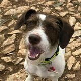 Koda avatar