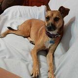 Nala  avatar