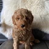Kiwi avatar