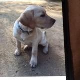 Lua avatar