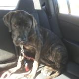 Lola avatar