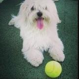 Sami avatar