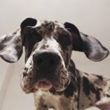 Dracarys  avatar