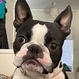 Onyx avatar